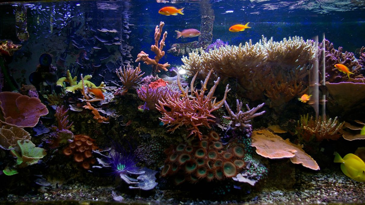 Морское дно для аквариума
