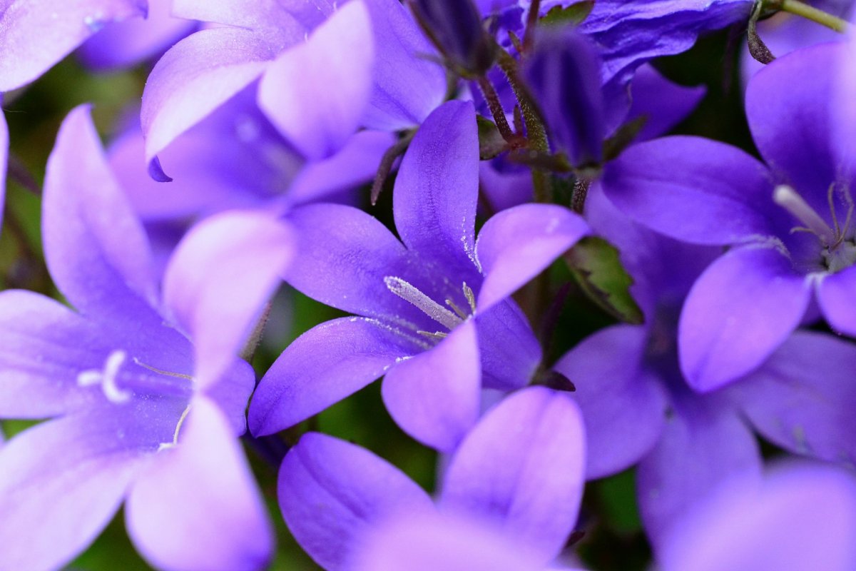 Колокольчик Кампанула Lilac