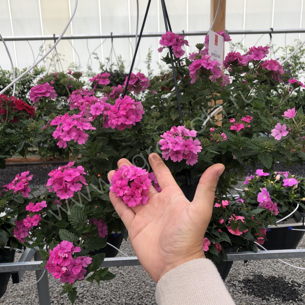 Вербена Empress Flair Pink
