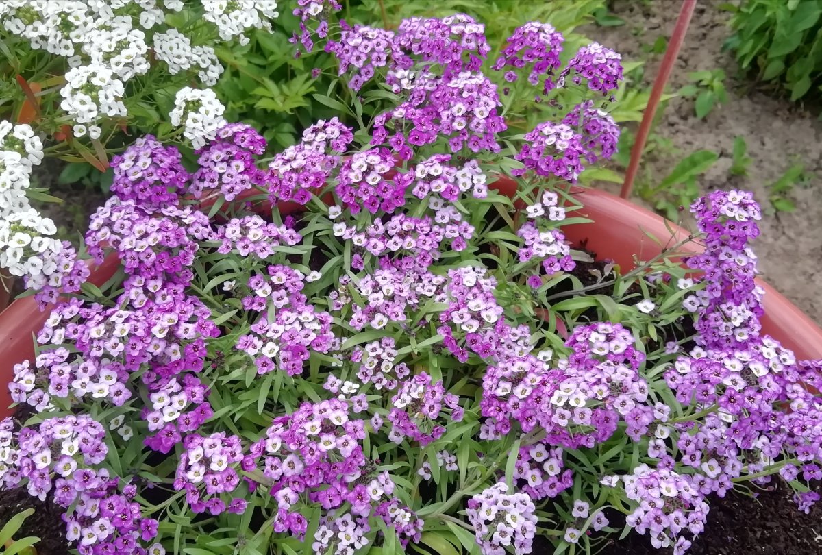Лобулярия Lucia Lavender