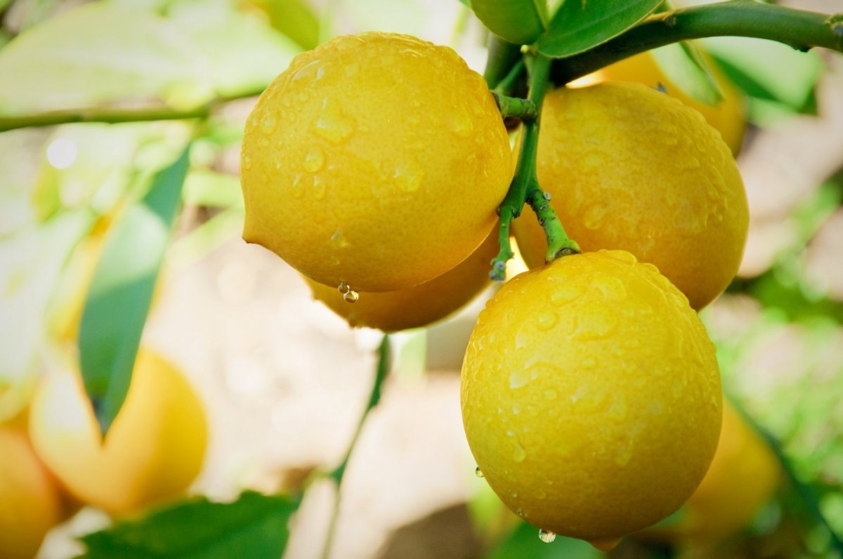 Lemon Citrus Limon Италия