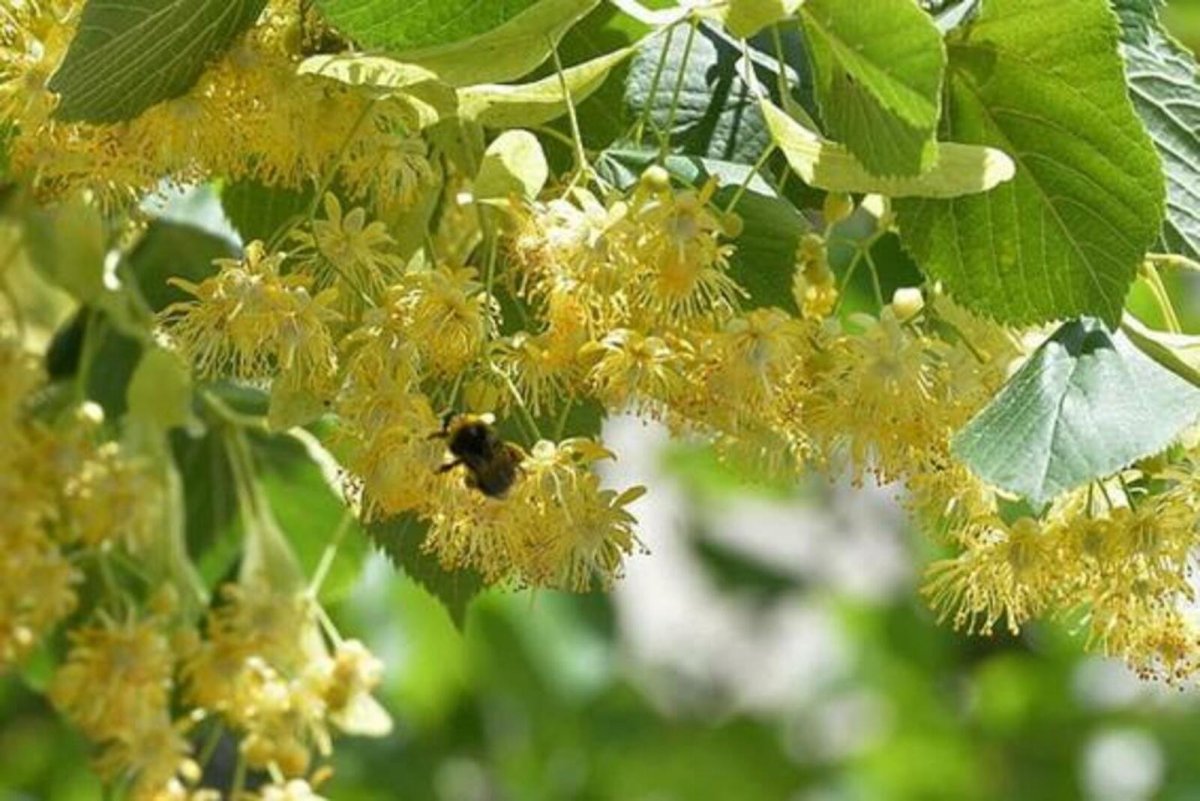 Липа бледнолистая