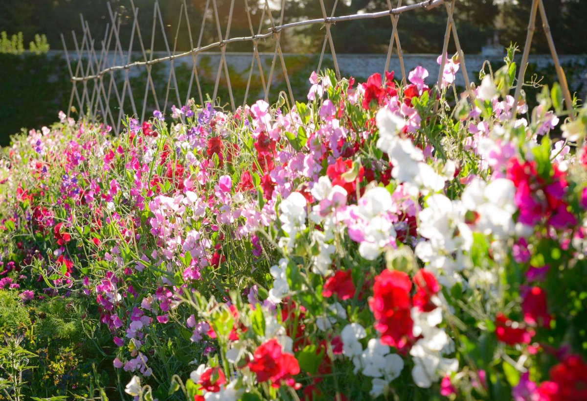 The Land Gardeners Cut Flowers