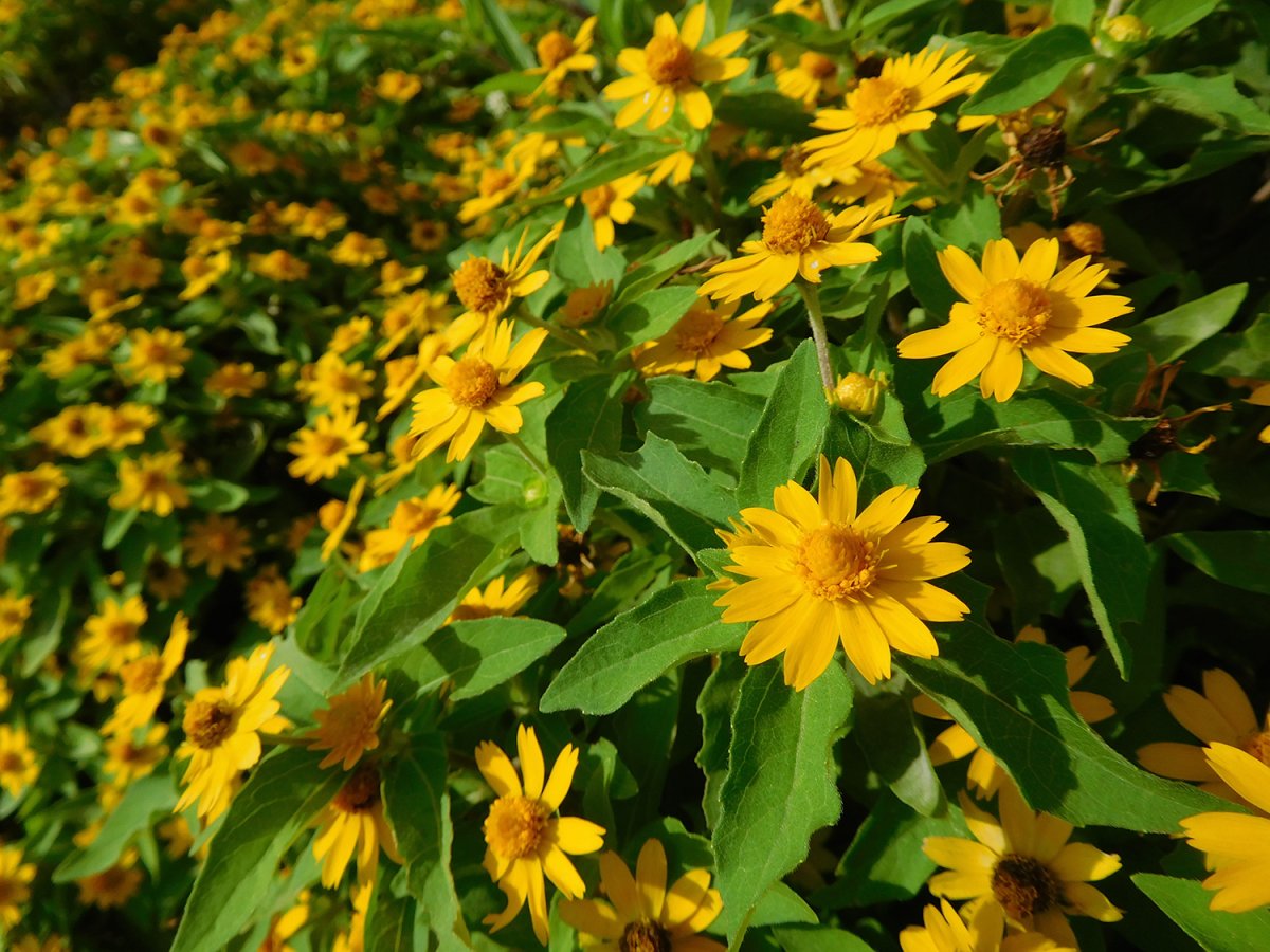 Арника Горная (Arnica Montana l.)
