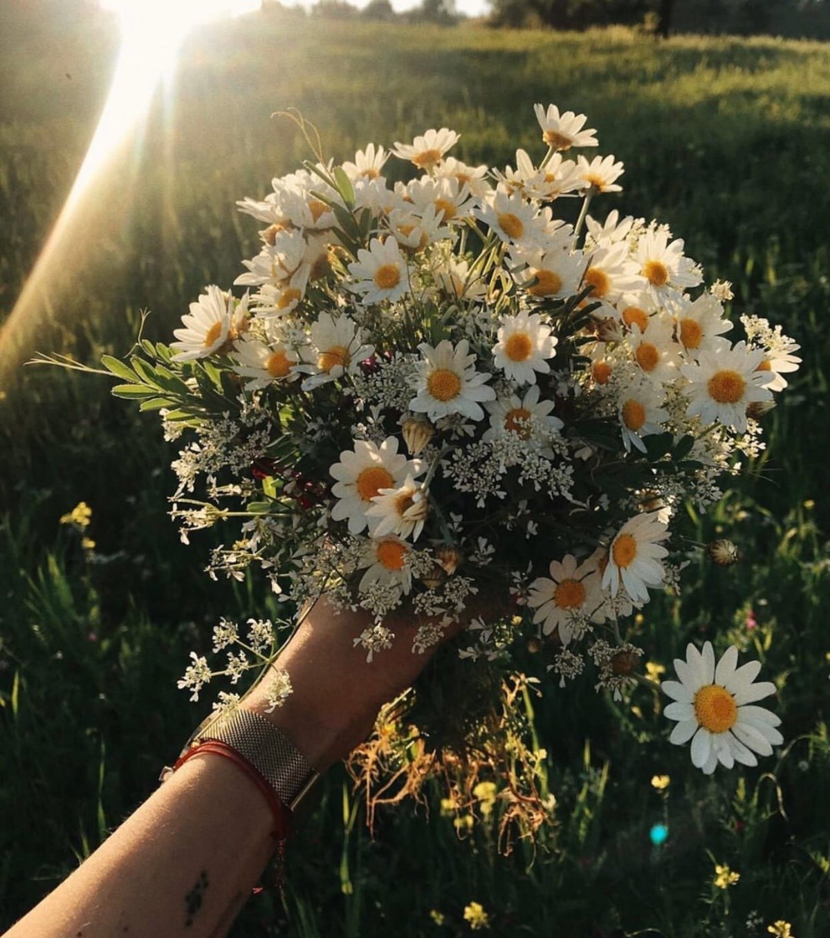 Ромашки сохраненки