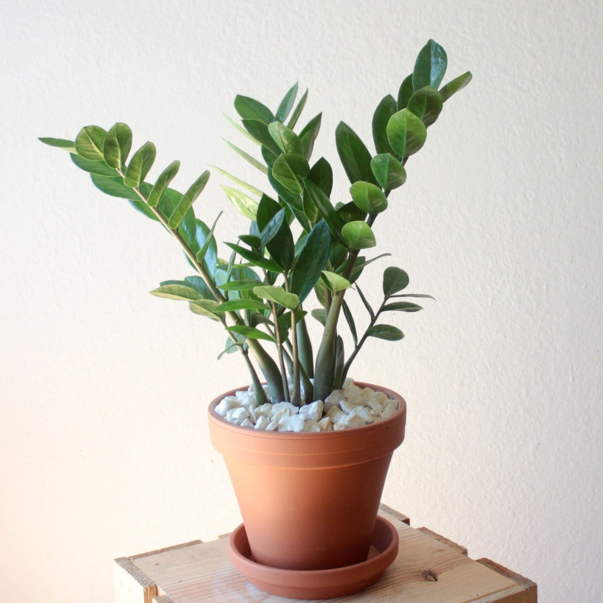 ZZ Plant