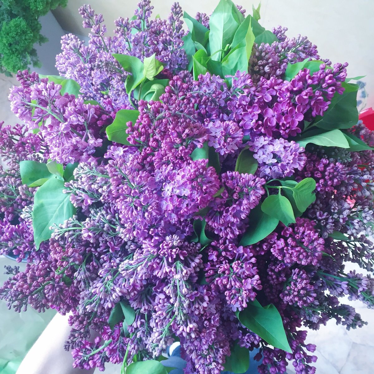 Сирень izobilie