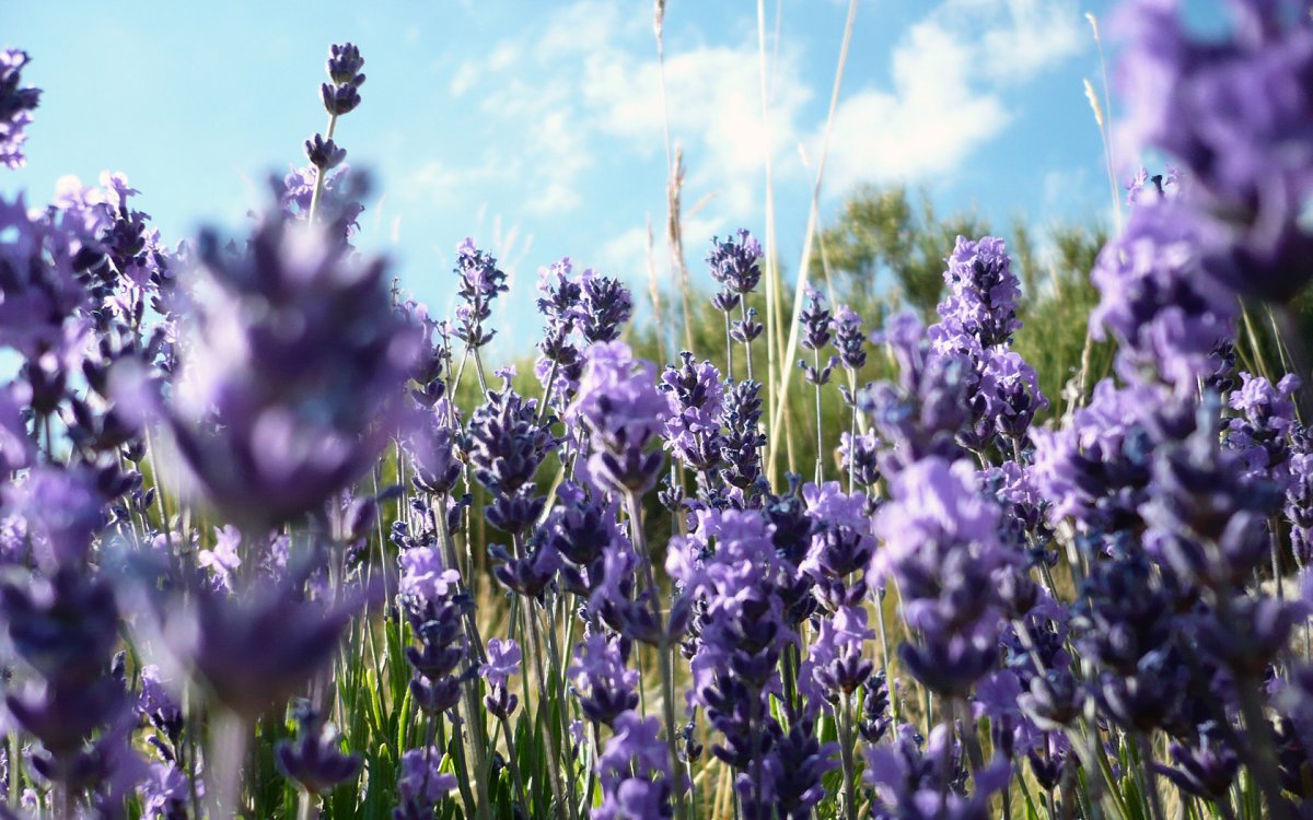 Лаванда Lavandula Yellow Weil