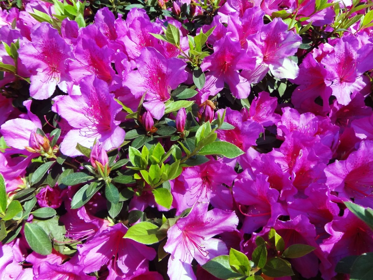 Азалия (рододендрон) (Azalea)