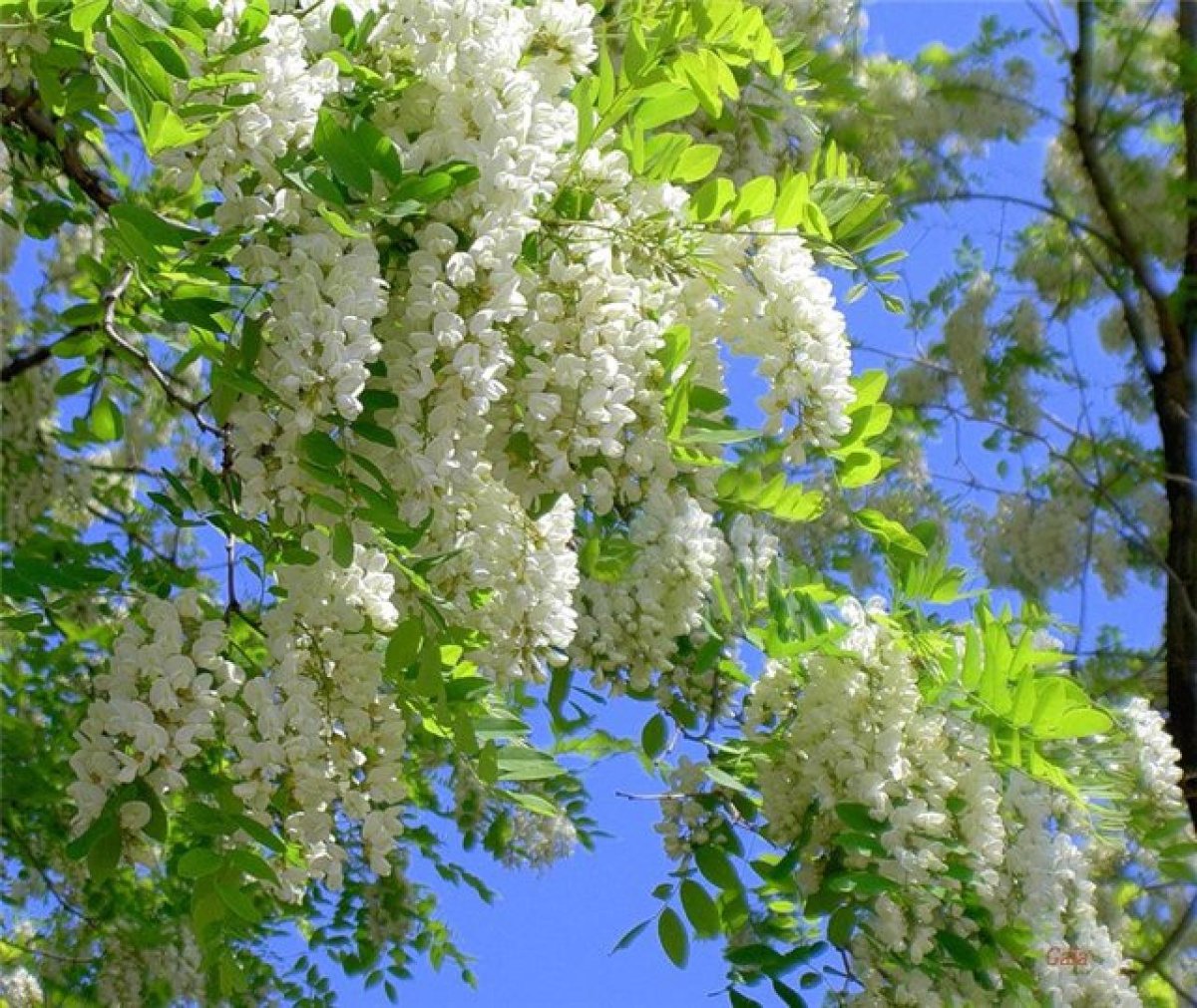 Цветущая белая Акация