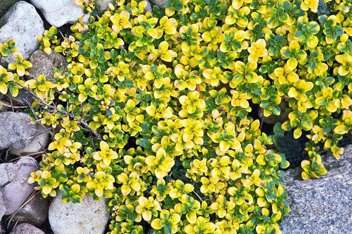 Мелкие желтые стелющиеся цветы