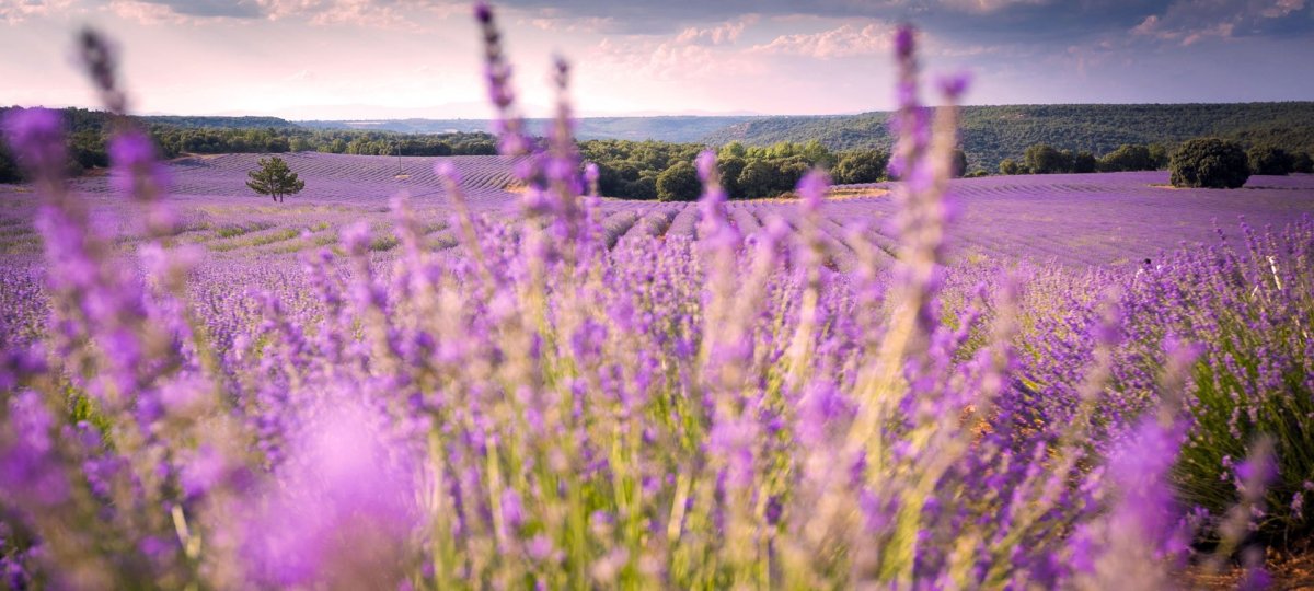 Испания Лавандовые поля