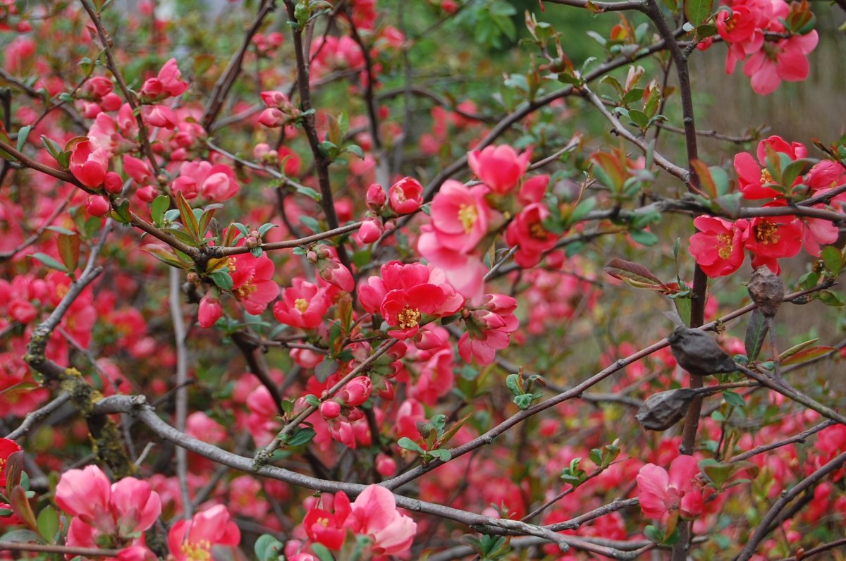 Цветок Quince Blossom
