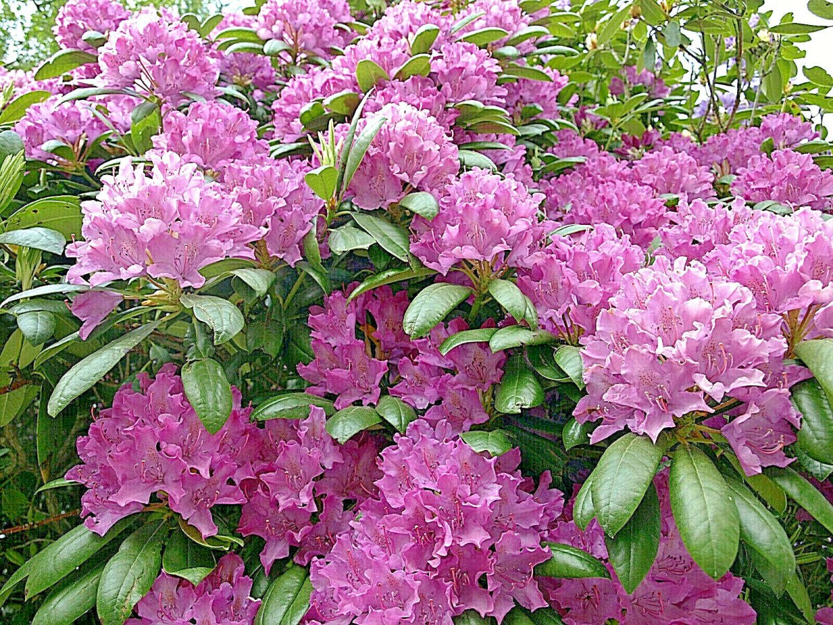 Рододендрон Pink