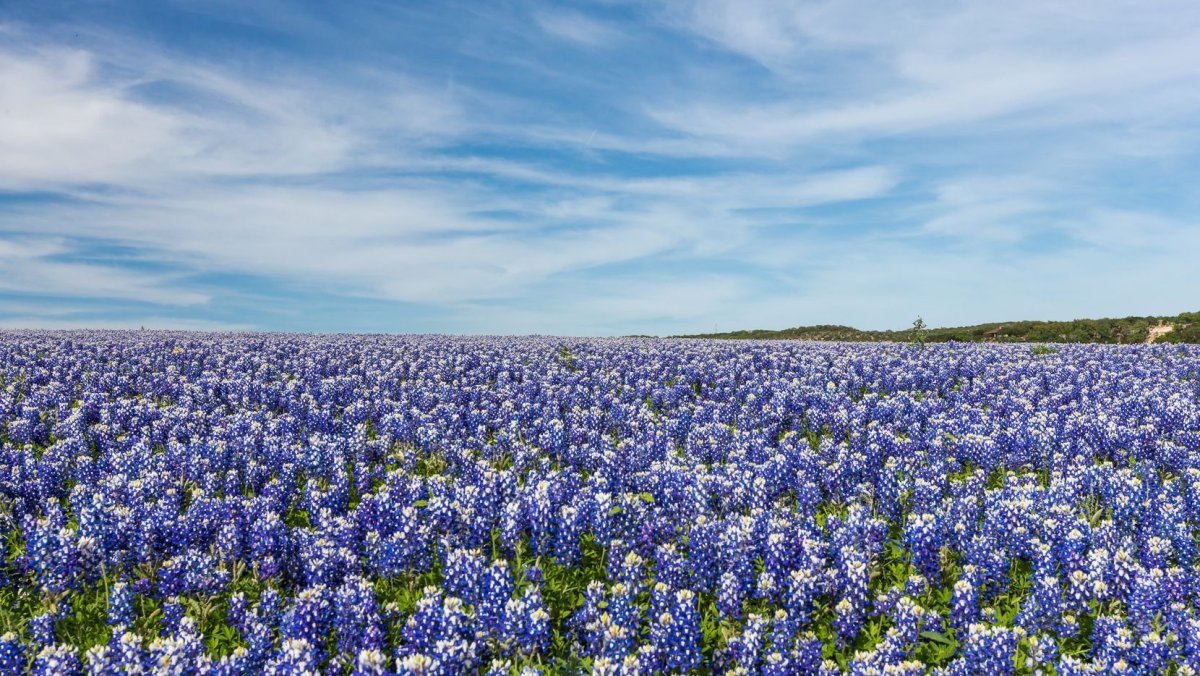 Bluebonnet в Техасе вода