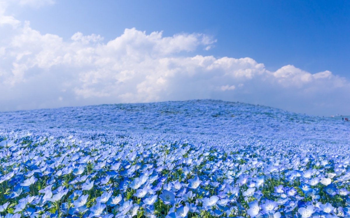 Поле голубых цветов