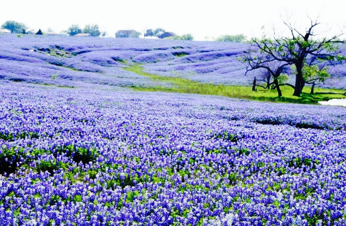 Bluebonnets Техас