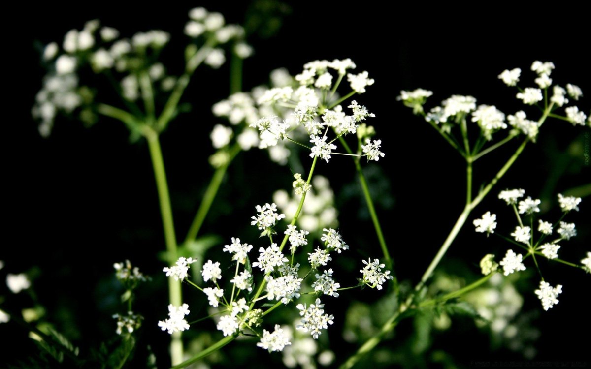 Высокое растение с белыми мелкими цветами