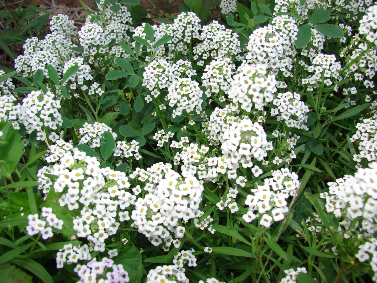 Алиссум Lobularia maritima