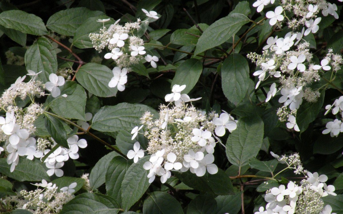 Калина (Viburnum)