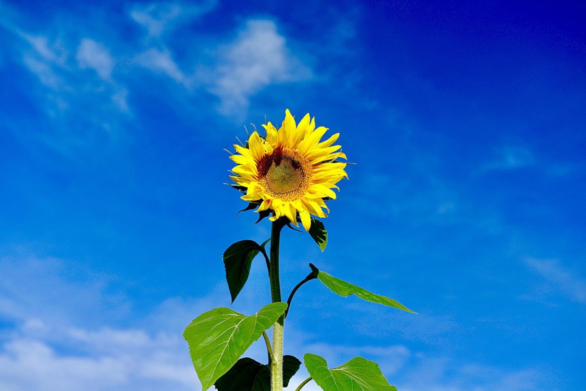 The Sunflowers in our Garden grew to a~… Of two Meters.