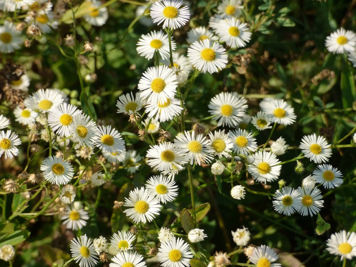 Meadow White Flowers