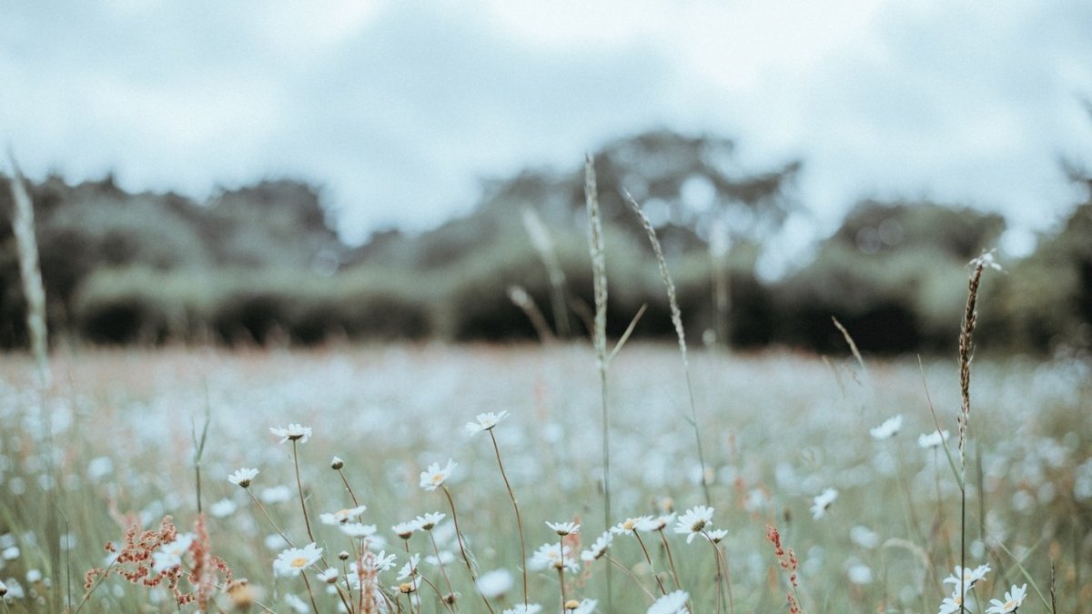Annie Spratt ncq2sguvlgo Unsplash