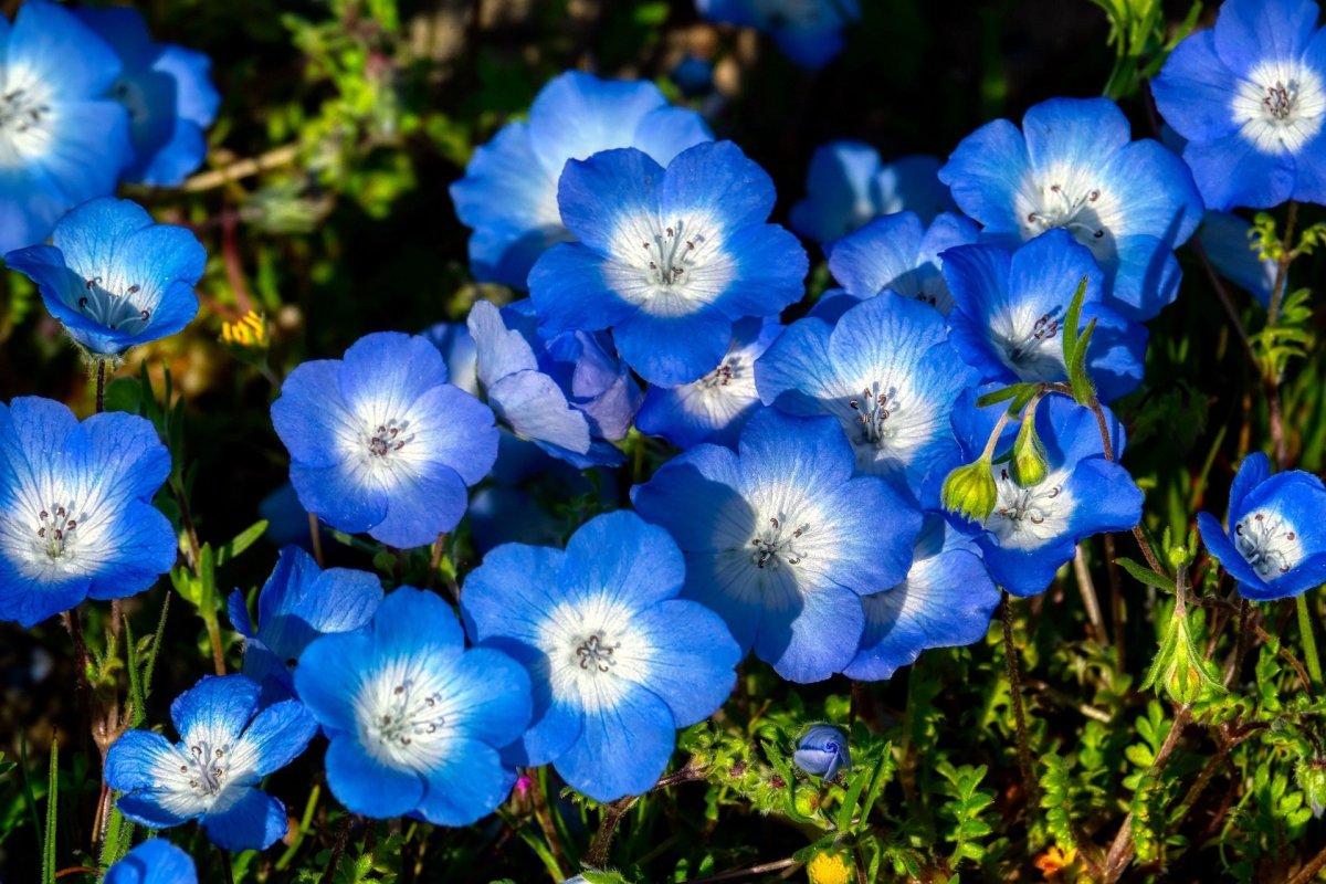Голубые низкорослые цветы
