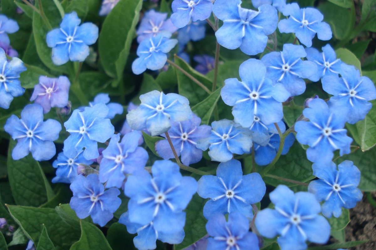 Омфалодес весенний (Пупочник) (omphalodes Verna)