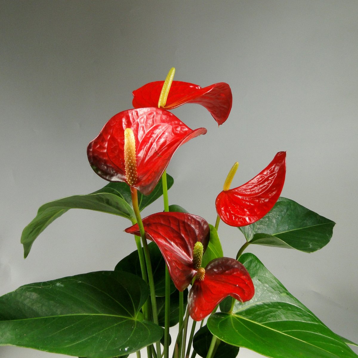 Антуриум Динамит ред (Anthurium Dynamite Red)