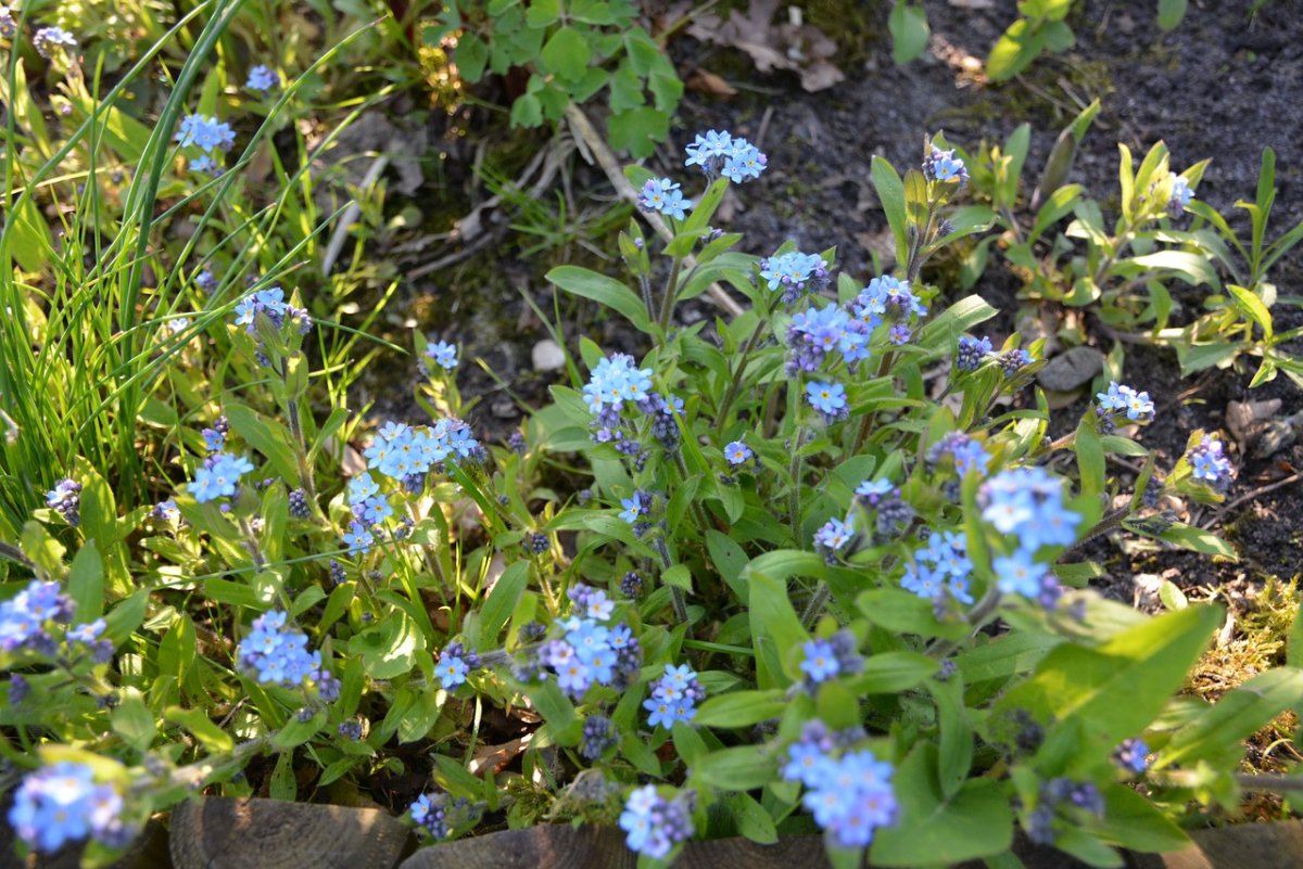 Myosotis chakassica
