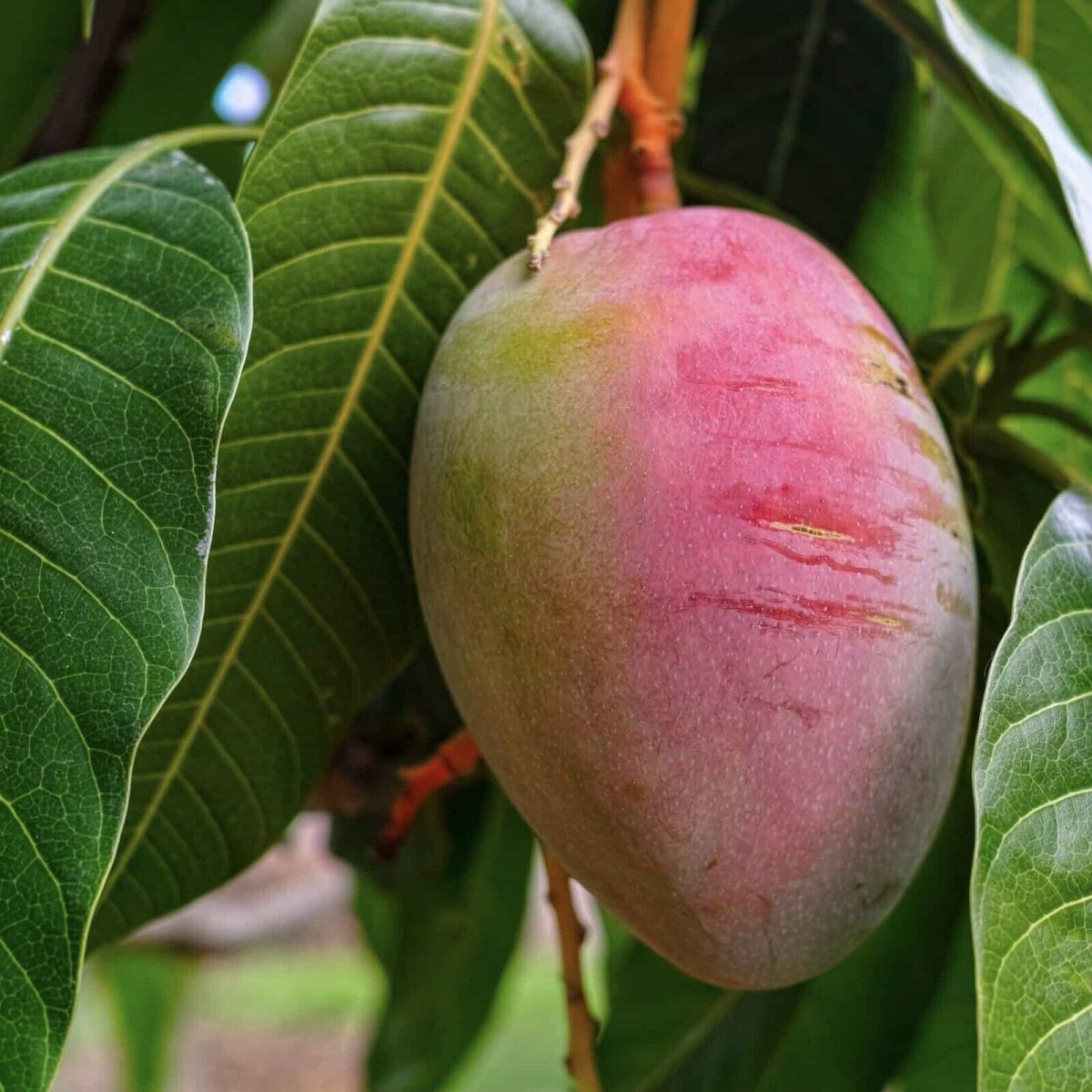 Манго Kent Tree ripe