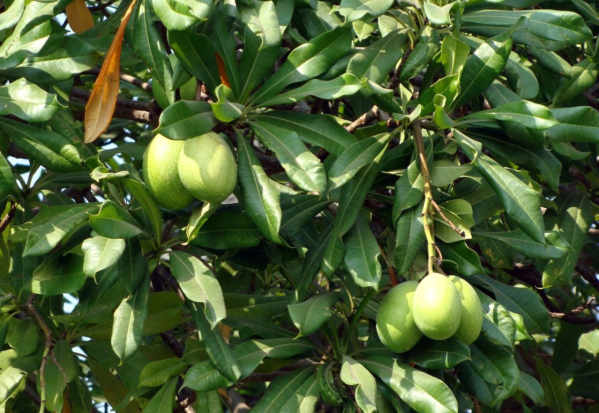 Цербера Cerbera manghas (Apocynaceae)