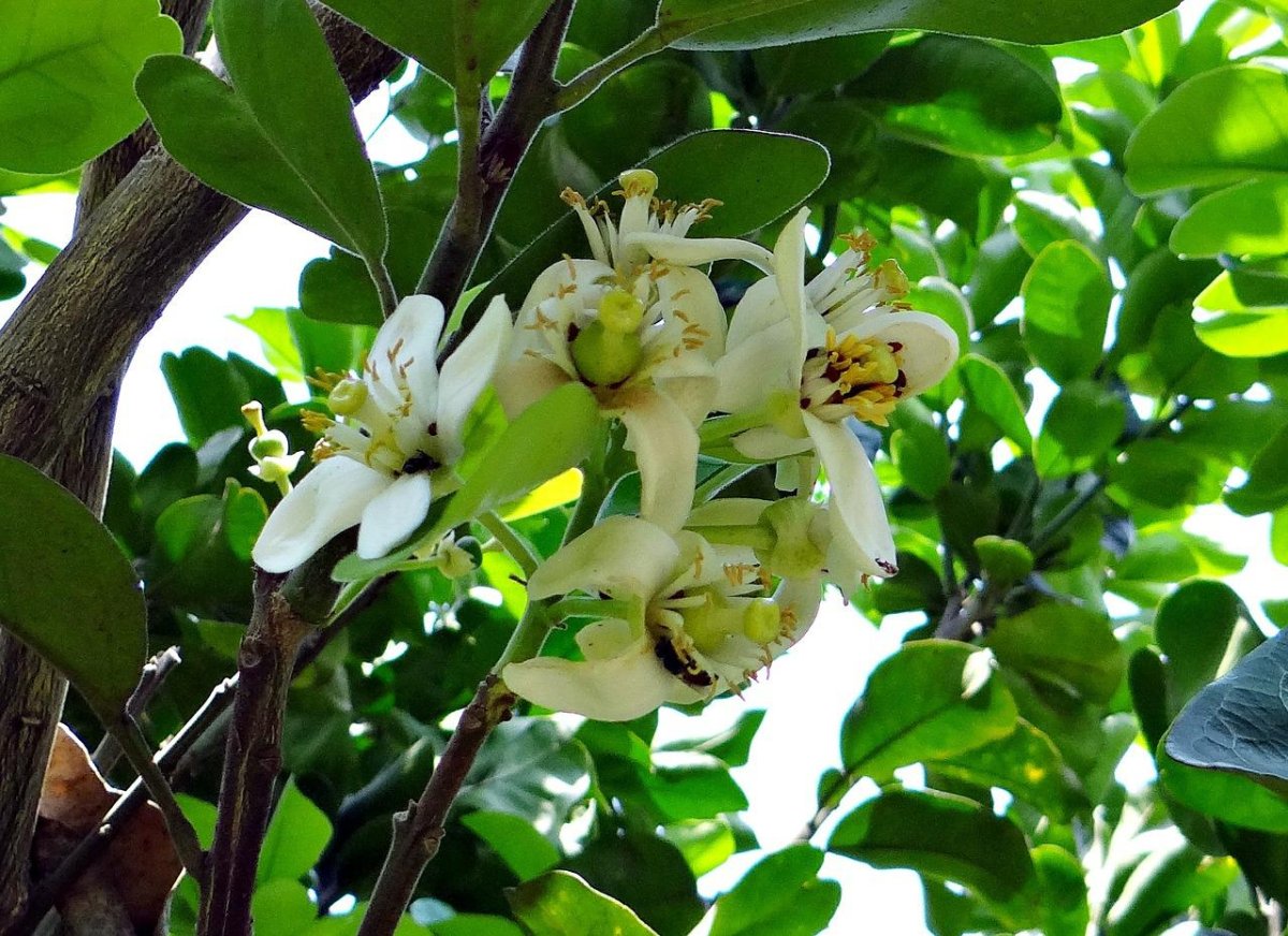 - Грейпфрут (Citrus Paradisi) цветы