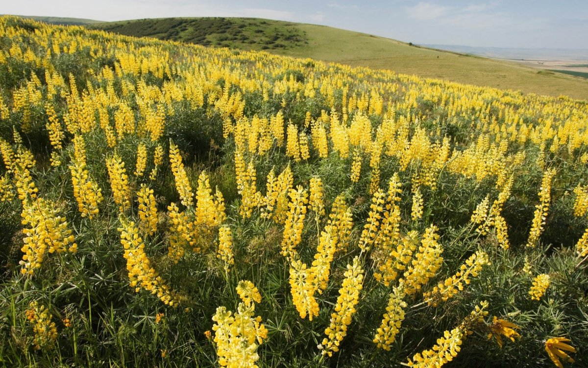 Lupinus luteus