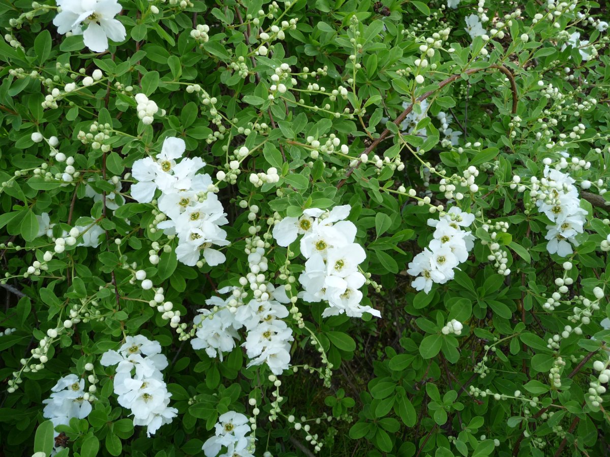Симилия кустарник белый