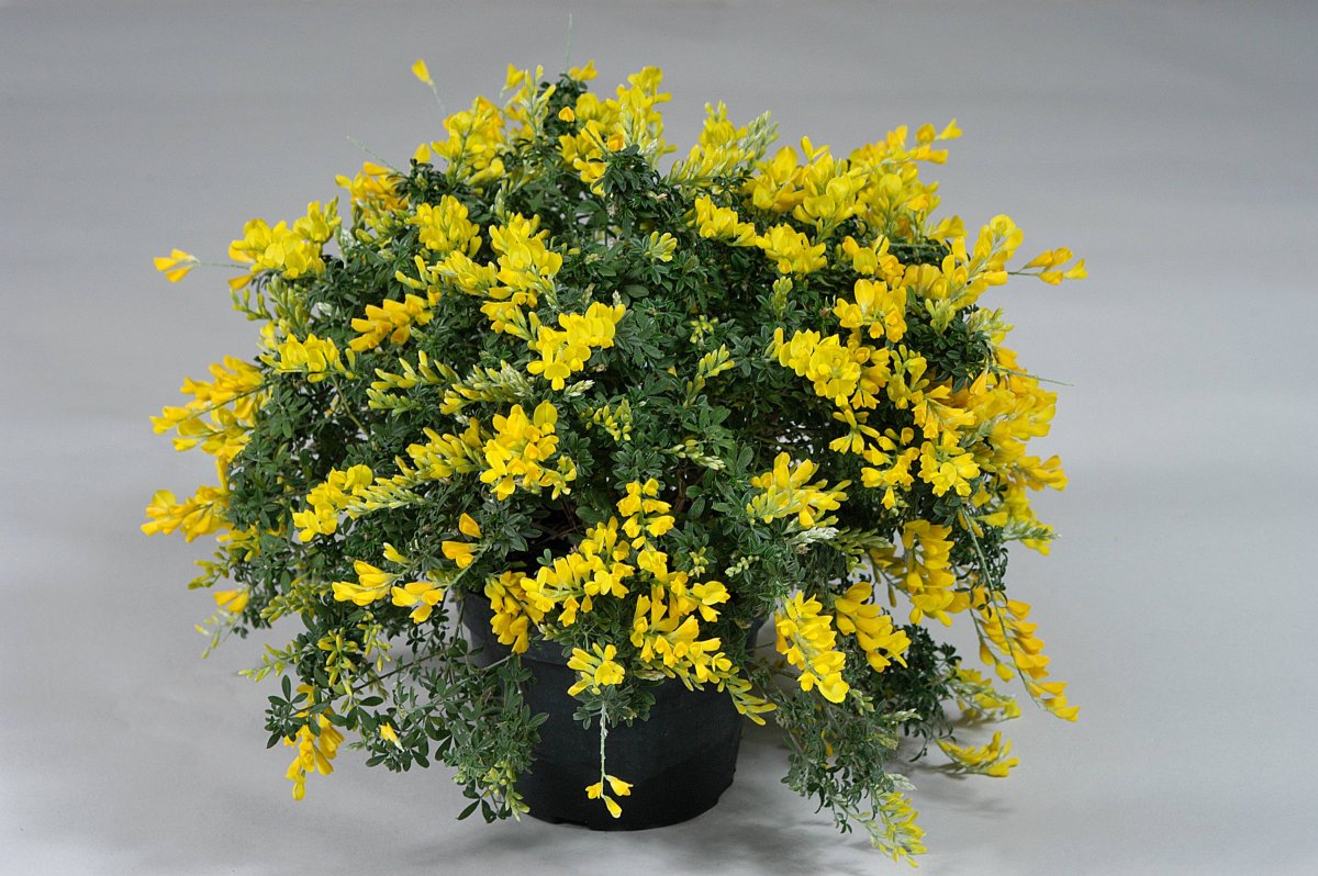 Cytisus Genista