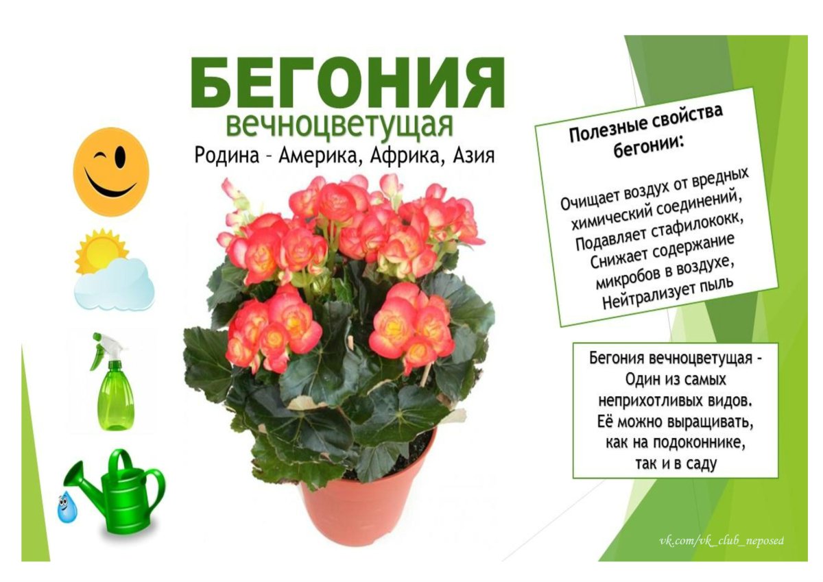 Паспорт комнатных растений в детском саду бегония вечноцветущая