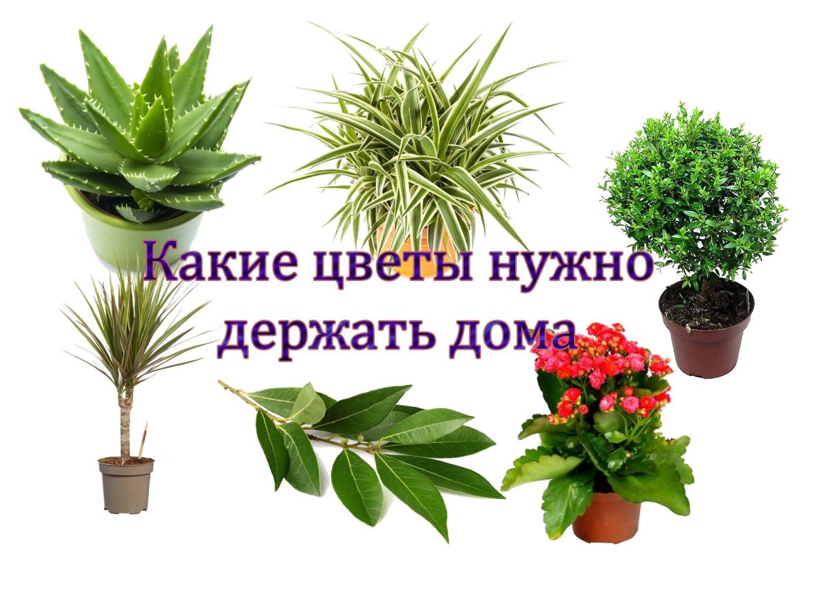 Комнатные цветы которые должны быть в каждом доме по народным
