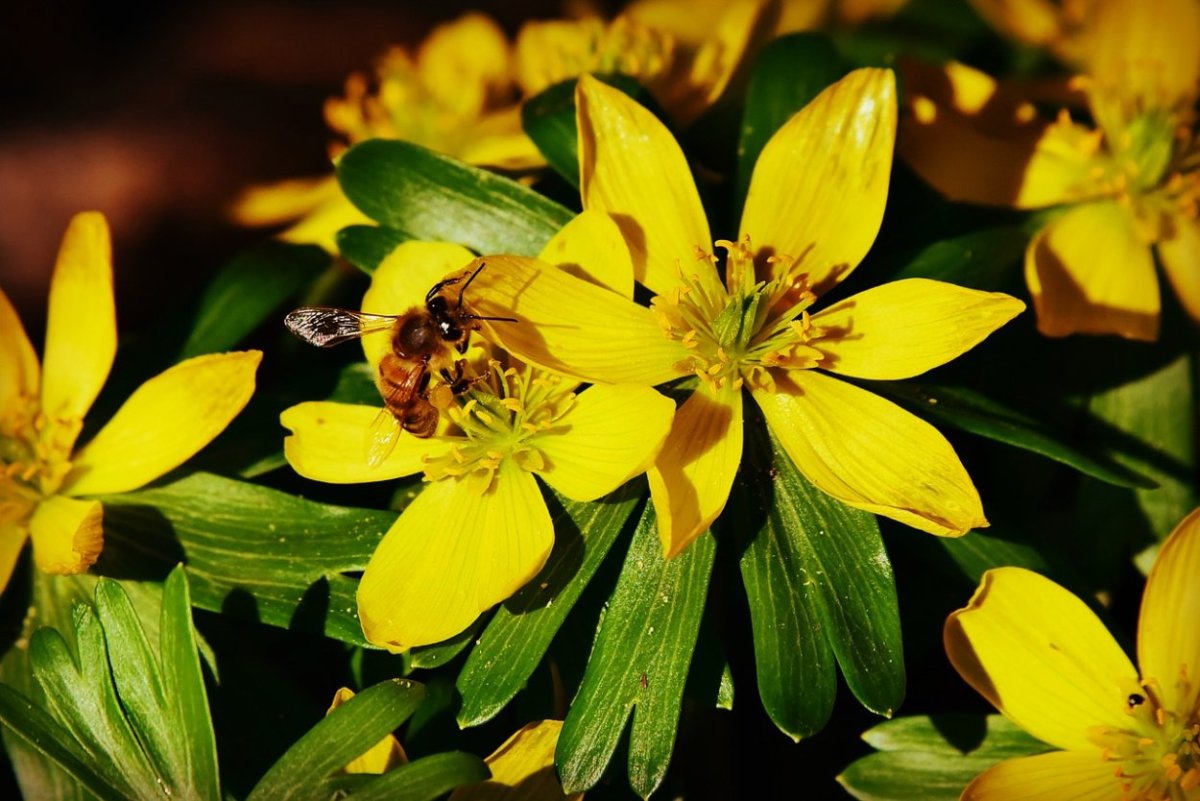 Ядовитое растение с желтыми цветами