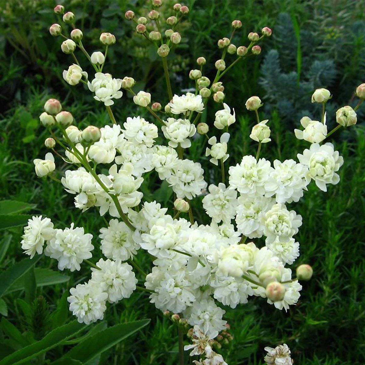 Садовый цветок с белыми цветами многолетник