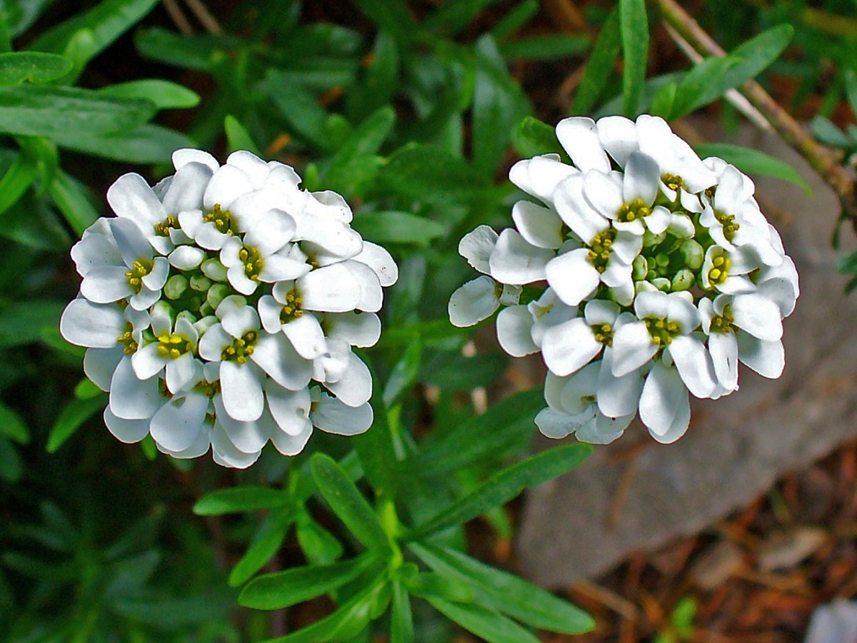 Иберис sempervirens