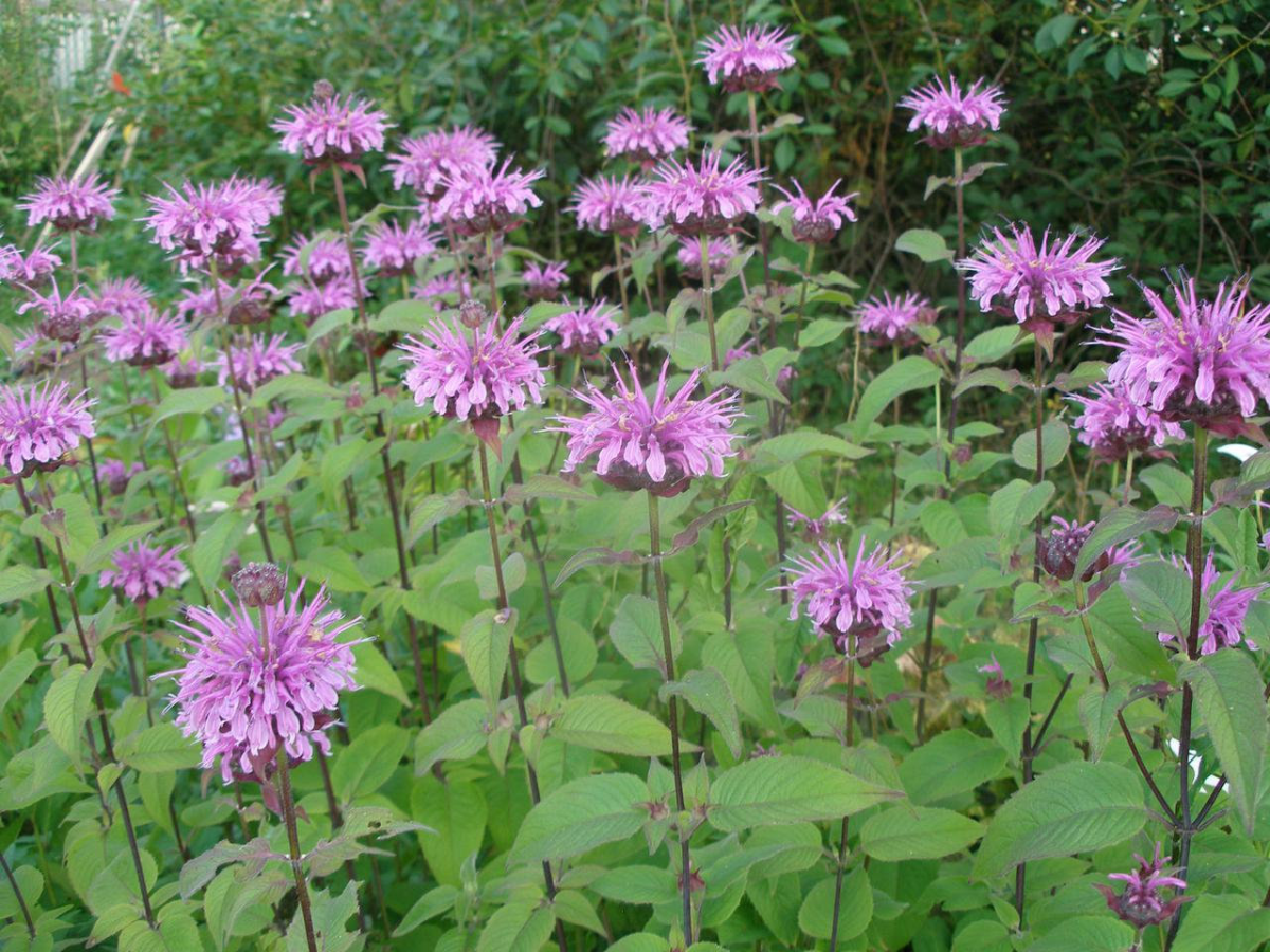 Монарда гибридная (Monarda х hybrida)