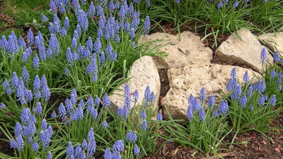 Луковичные мускари