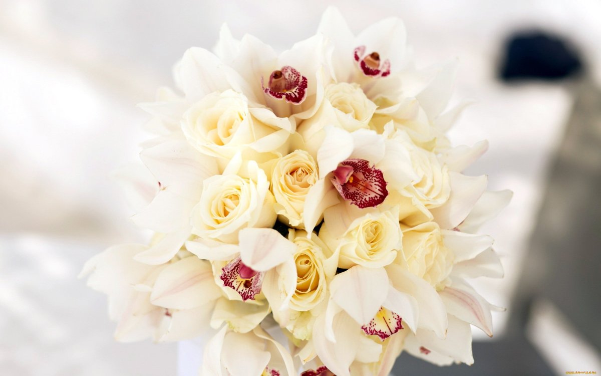 Белые орхидеи букет