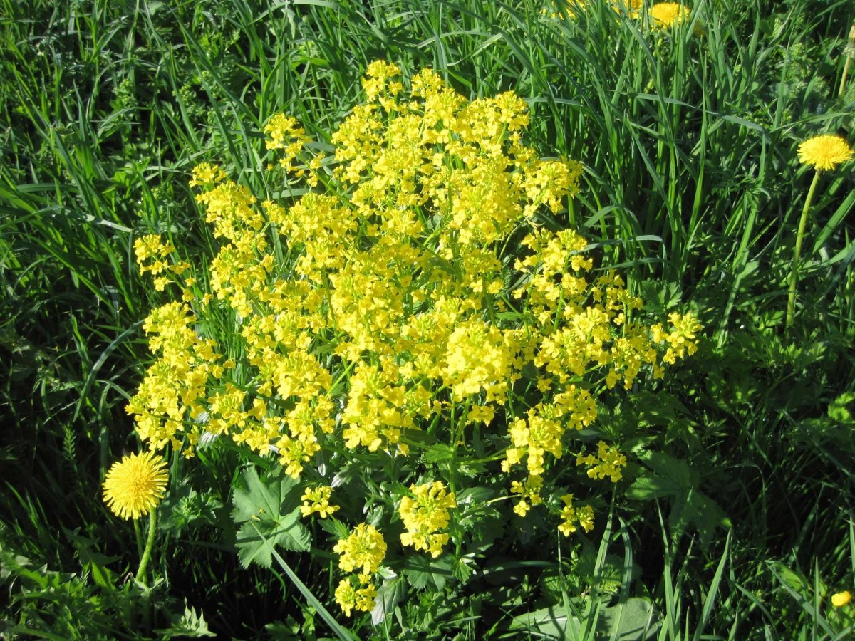 Желтые ароматные полевые цветы
