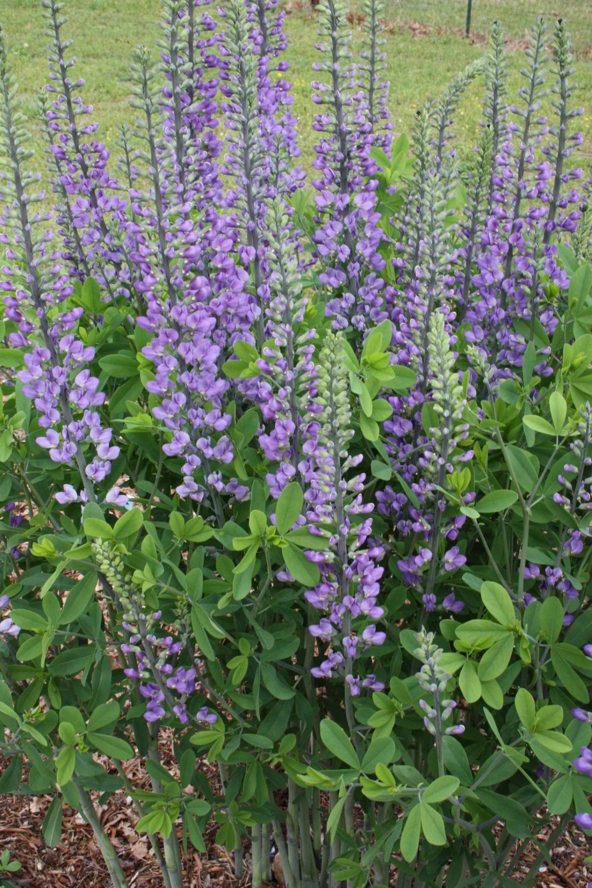Baptisia (баптисия) 'Blue Towers'