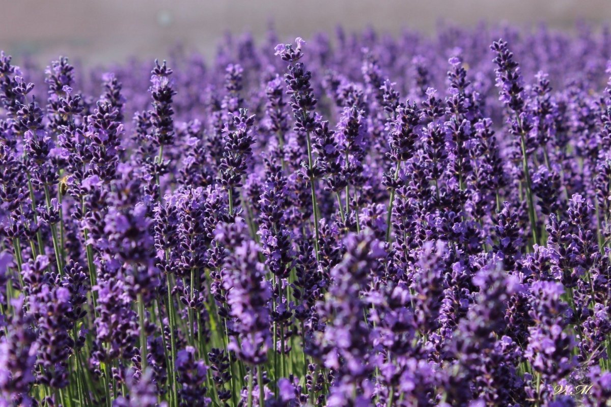 Лаванда узколистная (Lavandula angustifolia)