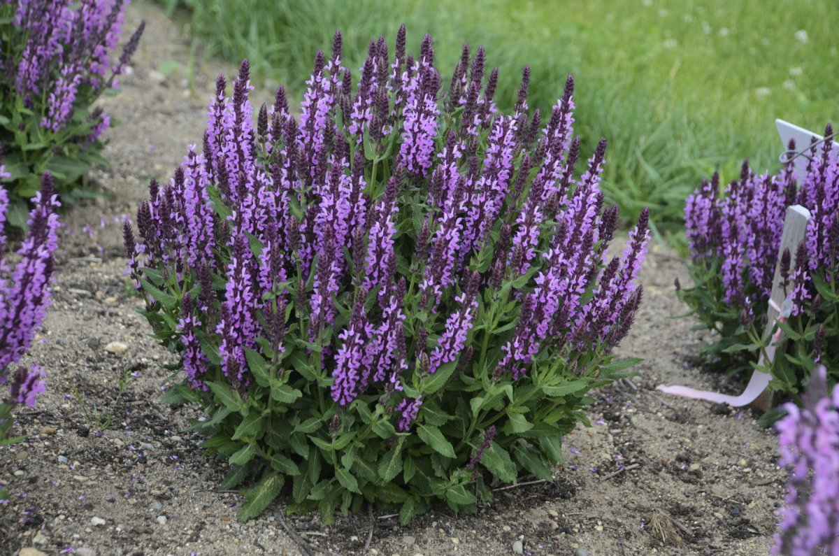 Шалфей Дубравный "Violettkönigin"