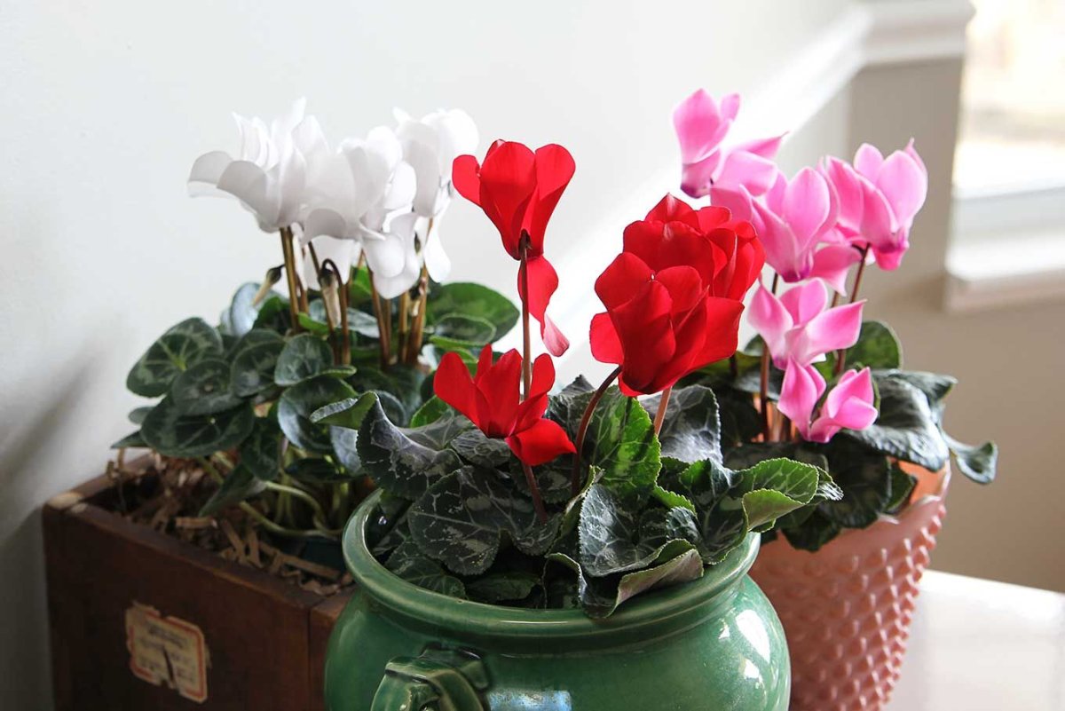 Cyclamen House Plant